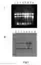 Fig. 02 - Transgenic expression cassettes for expression of nucleic acids in the plant blooms