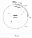 Fig. 07 - Transgenic expression cassettes for expression of nucleic acids in the plant blooms