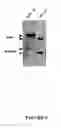 Fig. 07 - Plant bioreactors
