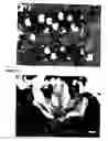 Fig. 02 - Apple tree named '8S6923'