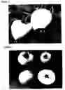 Fig. 03 - Apple tree named '8S6923'