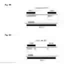 Fig. 05 - Plasma display apparatus and driving method of the same