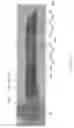 Fig. 57 - Liquid ejection device with a commonly composed actuator and liquid ejector