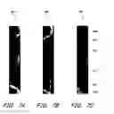Fig. 08 - Tear dynamics measured with optical coherence tomography