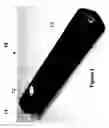 Fig. 02 - Flashlight