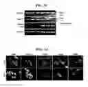 Fig. 09 - AIMP2-DX2 and its uses