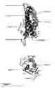 Fig. 02 - Antagonists for human prolactin