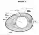 Fig. 02 - Novel culture systems for ex vivo development