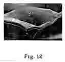 Fig. 09 - Tear resistant porous extensible web