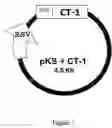 Fig. 02 - Use of cardiotrophin to modulate stem cell proliferation