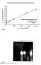Fig. 02 - Methods and means for the manufacture of hyaluronan