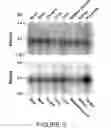Fig. 06 - Tyrosylprotein sulfotransferases and methods of use thereof