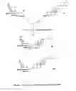 Fig. 23 - Glycosylceramide analogues