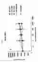 Fig. 35 - Glycosylceramide analogues