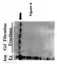 Fig. 07 - Polymer grafting by polysaccharide synthases
