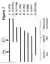 Fig. 08 - Polymer grafting by polysaccharide synthases