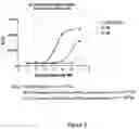Fig. 04 - 2α-Methyl and 2β-methyl analogs of 19,26,27-trinor-(20S)-1α-hydroxyvitamin Dand their uses