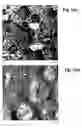 Fig. 02 - Compatibilized thermoplastic vulcanizate blends and their morphology as determined by atomic force microscopy