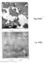 Fig. 09 - Compatibilized thermoplastic vulcanizate blends and their morphology as determined by atomic force microscopy