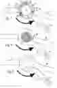 Fig. 05 - Device for applying a ventrally or dorsally directed translatory force in the area of a knee joint