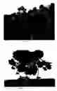 Fig. 02 - GERANIUM PLANT NAMED 'FISRUBY'