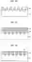 Fig. 06 - Semiconductor light emitting device having textured structure and method of manufacturing the same