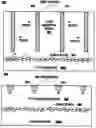 Fig. 01 - High speed photodiode with a barrier layer for blocking or eliminating slow photonic carriers and method for forming same
