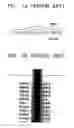 Fig. 02 - Apparatus to measure vertical distance between flat bed and document, and scanner and scanning method capable of compensating distortion