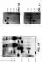 Fig. 02 - Immunoglobulins devoid of light chains