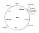 Fig. 01 - Methods and materials for expression of a recombinant protein