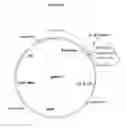Fig. 02 - Methods and materials for expression of a recombinant protein