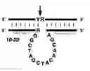 Fig. 01 - Effective and stable DNA enzymes
