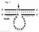 Fig. 02 - Effective and stable DNA enzymes