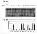 Fig. 07 - Effective and stable DNA enzymes