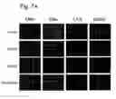 Fig. 08 - Effective and stable DNA enzymes