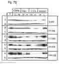 Fig. 09 - Effective and stable DNA enzymes