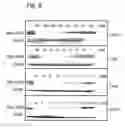 Fig. 10 - Effective and stable DNA enzymes