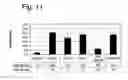Fig. 13 - Effective and stable DNA enzymes