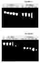 Fig. 02 - 5'-methylpyrimidine and 2'-O-methyl ribonucleotide modified double-stranded ribonucleic acid molecules