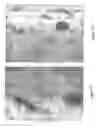 Fig. 02 - Synthetic bone graft biomaterial