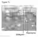 Fig. 05 - Synthetic bone graft biomaterial