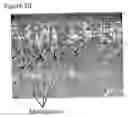 Fig. 06 - Synthetic bone graft biomaterial
