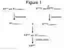 Fig. 02 - Sex-specific automated sorting of non-human animals