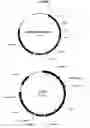 Fig. 02 - Multi-antigen vectors of melanoma
