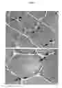 Fig. 04 - Compositions containing macrophages and uses thereof