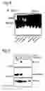 Fig. 09 - ASB transcription repressor proteins and nucleic acids and their application in expansion of stem cells