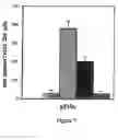 Fig. 06 - Bcr-abl vaccines and methods of use thereof