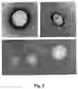 Fig. 04 - Liquid core capsules and methods of synthesis thereof through interfacial polymerization