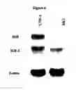 Fig. 07 - Materials and methods for treating cancer