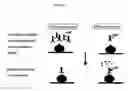 Fig. 04 - Rapid diagnostic methods of Peste des Petits Ruminants using recombinant nucleocapsid protein expressed in insect cells and monoclonal antibody
